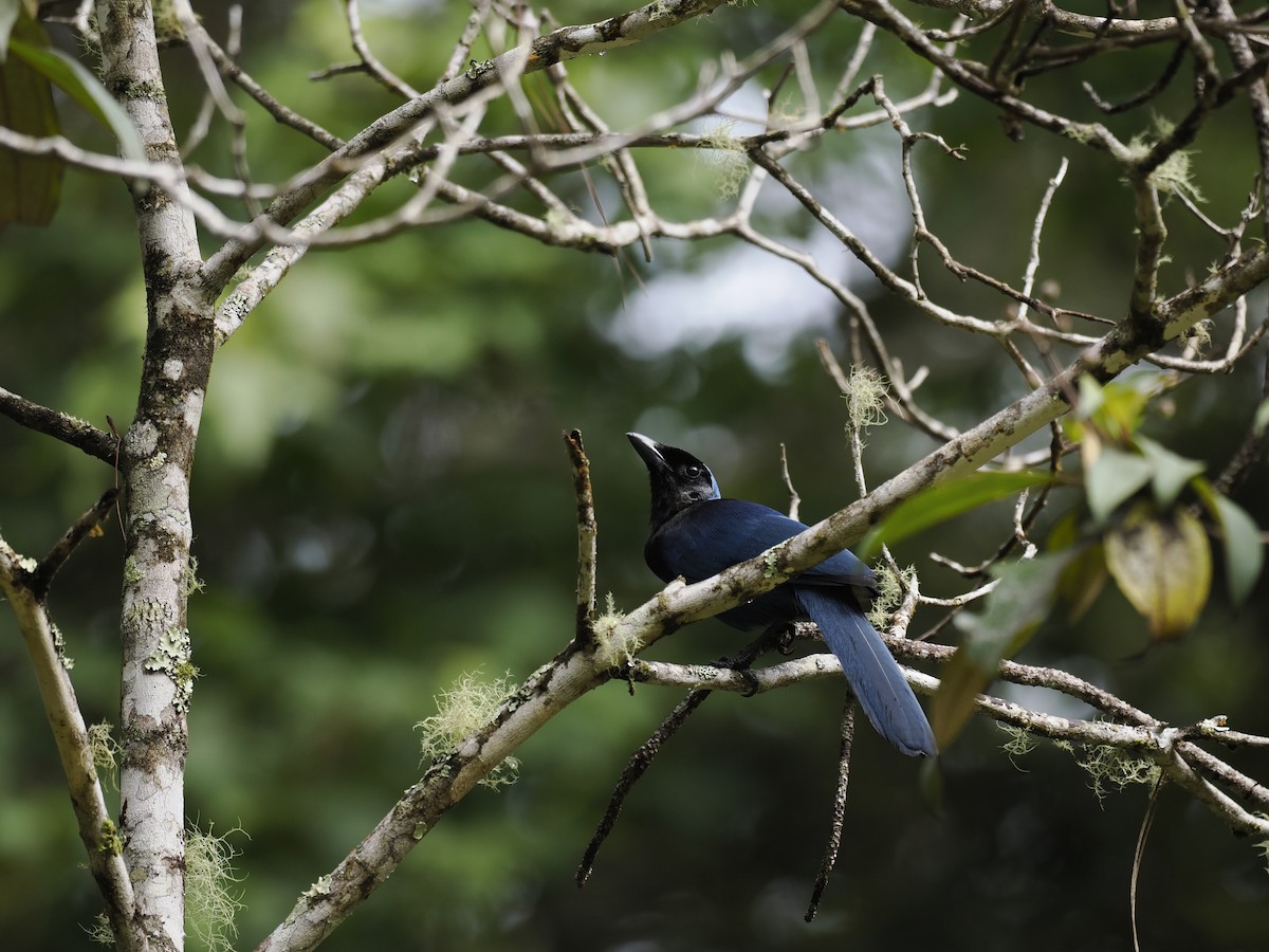 Гагер чорнощокий - ML644629335