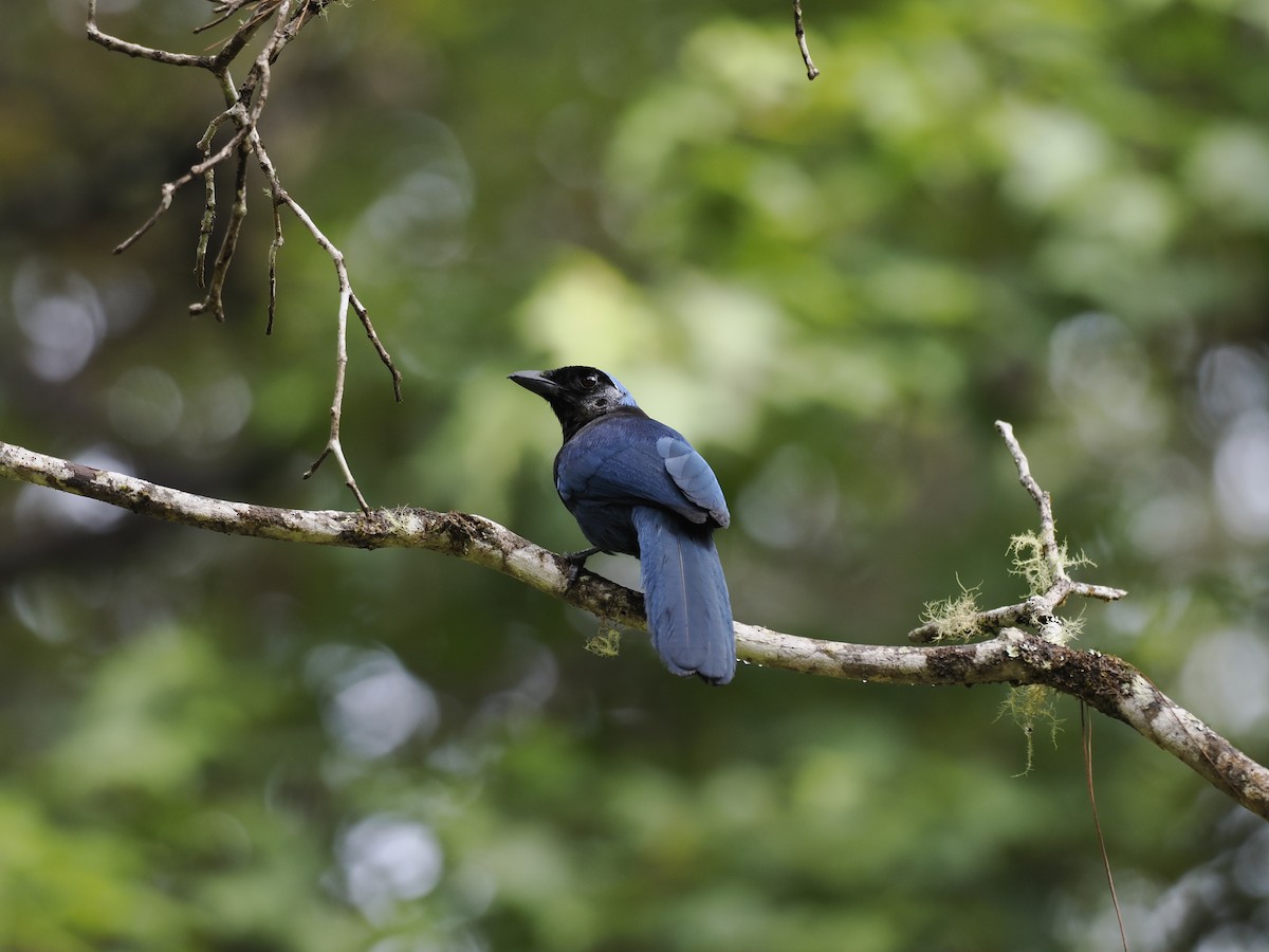 Azure-hooded Jay - ML644629336