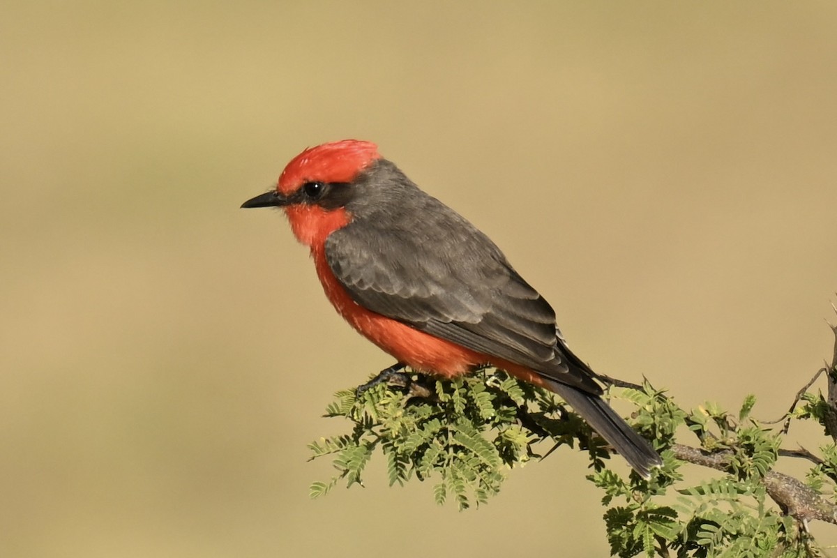 Vermilion Flycatcher - ML644629338