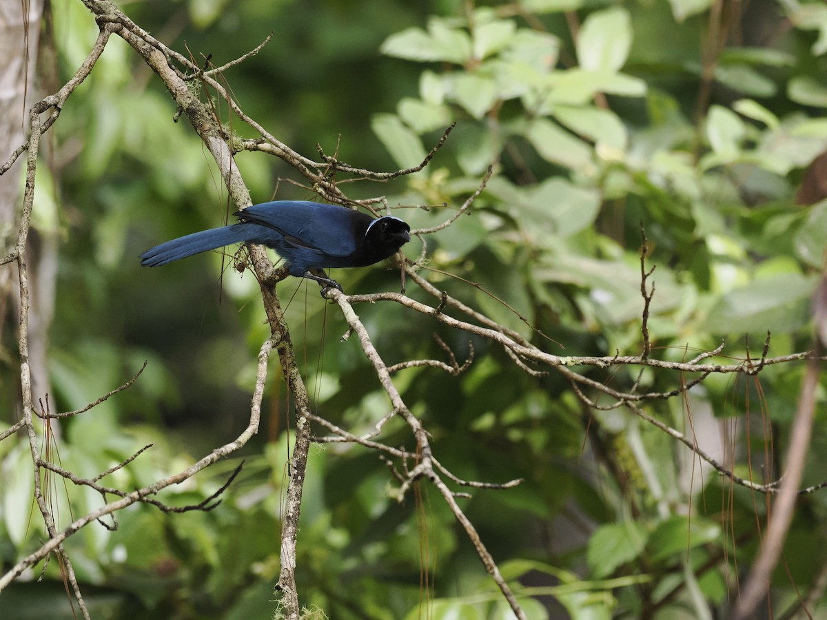 Azure-hooded Jay - ML644629341