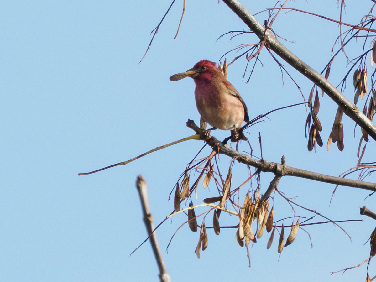Purple Finch - ML644629343