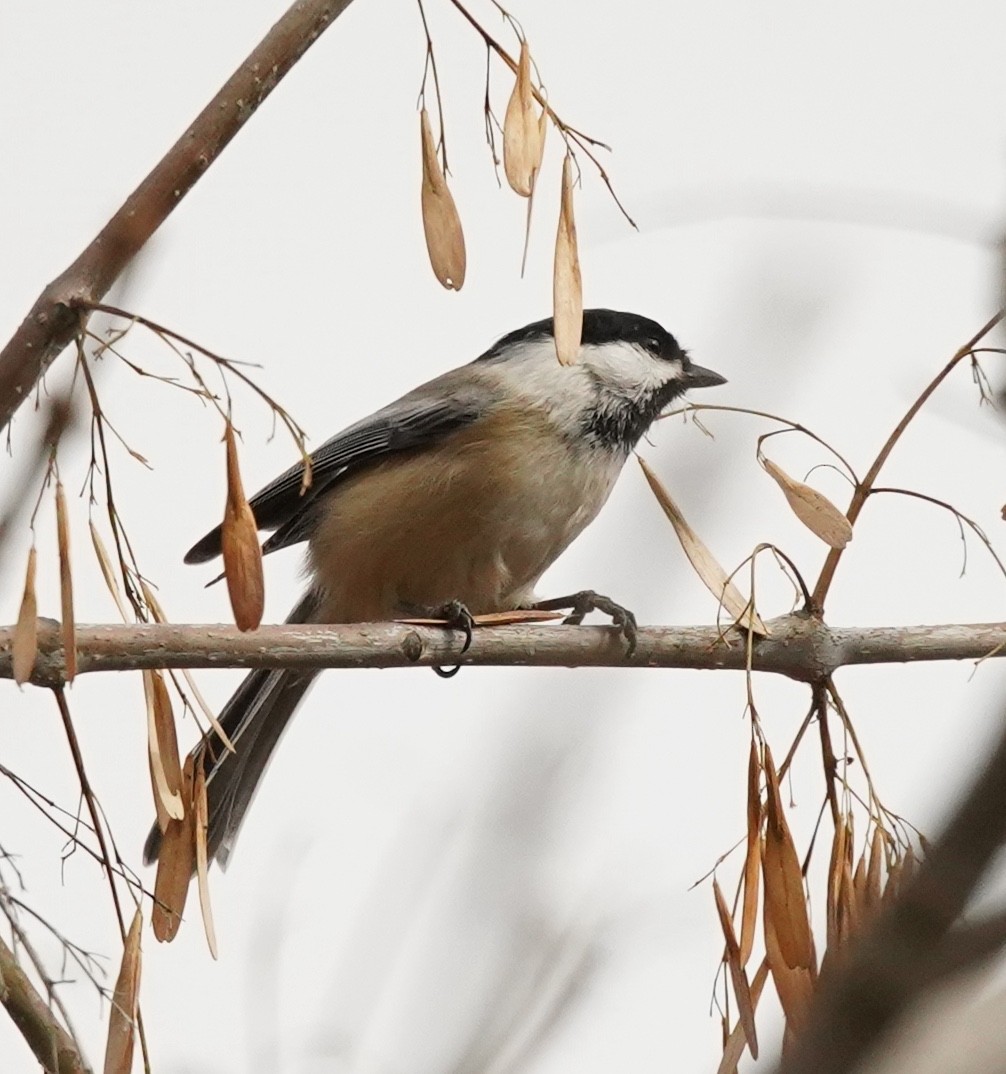 Black-capped Chickadee - ML644629347
