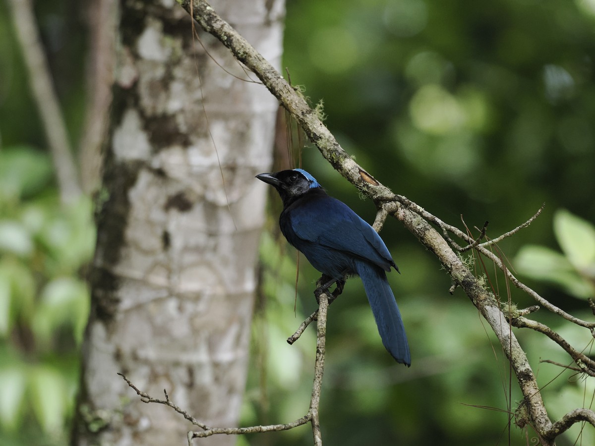 Azure-hooded Jay - ML644629348