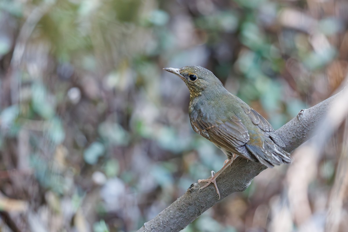 זמיר תכול - ML644629351