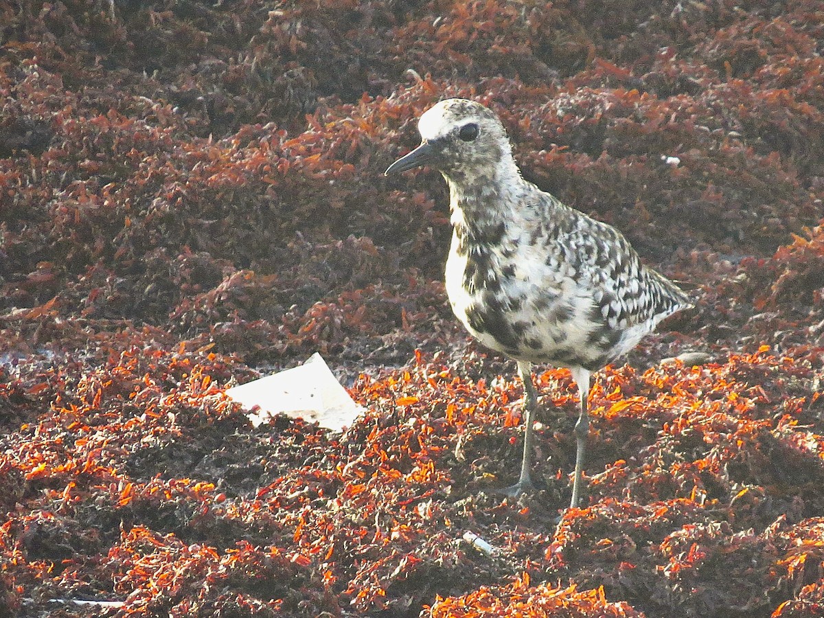 Буурал сүвээ цагаан - ML644629352