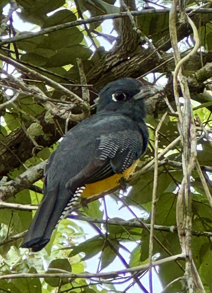Gartered Violaceous Trogon - ML644629357