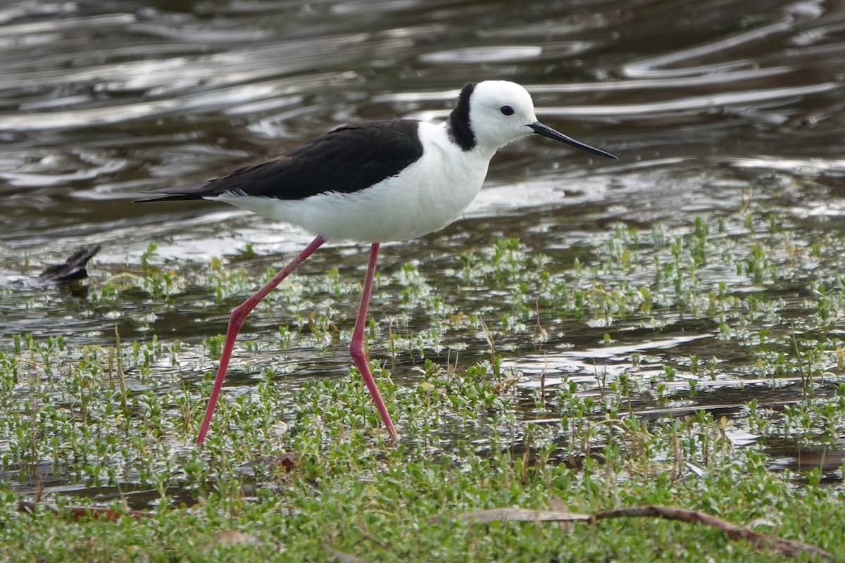 Pied Stilt - ML644629358
