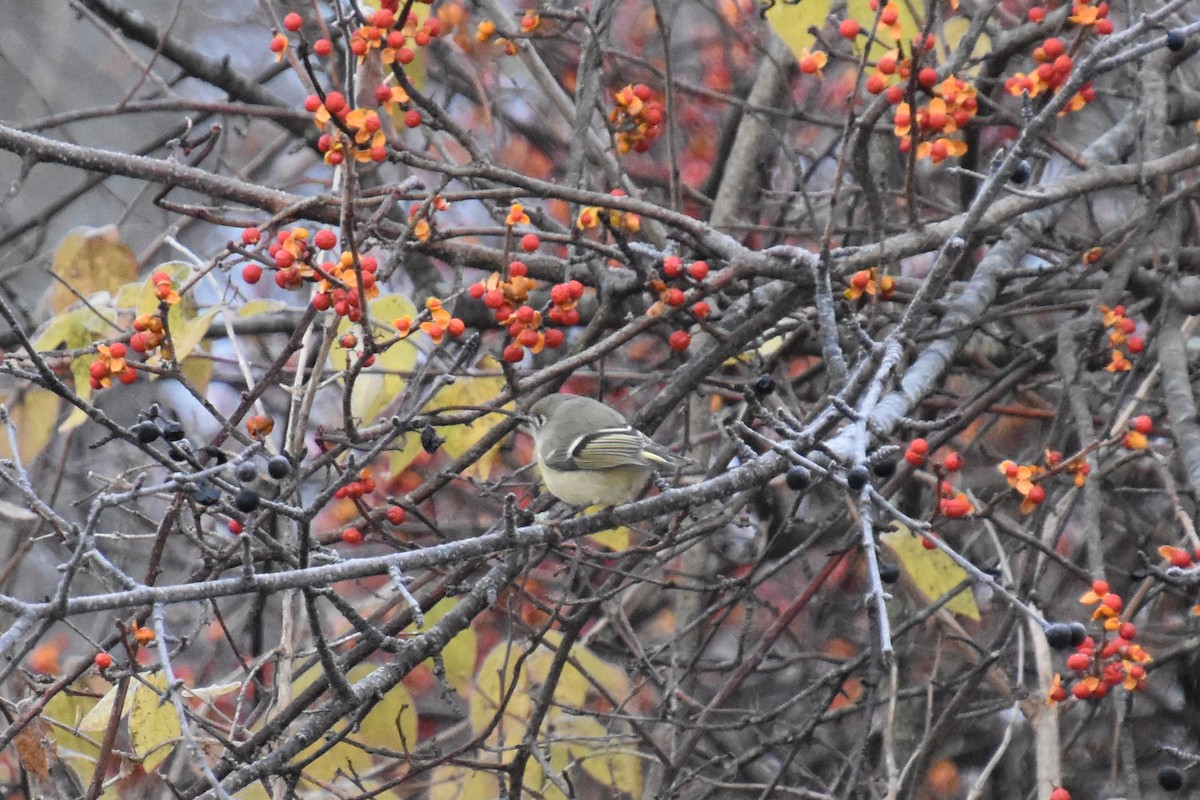 králíček americký - ML644629369