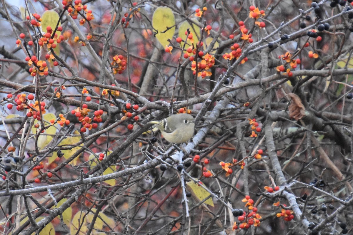 králíček americký - ML644629370