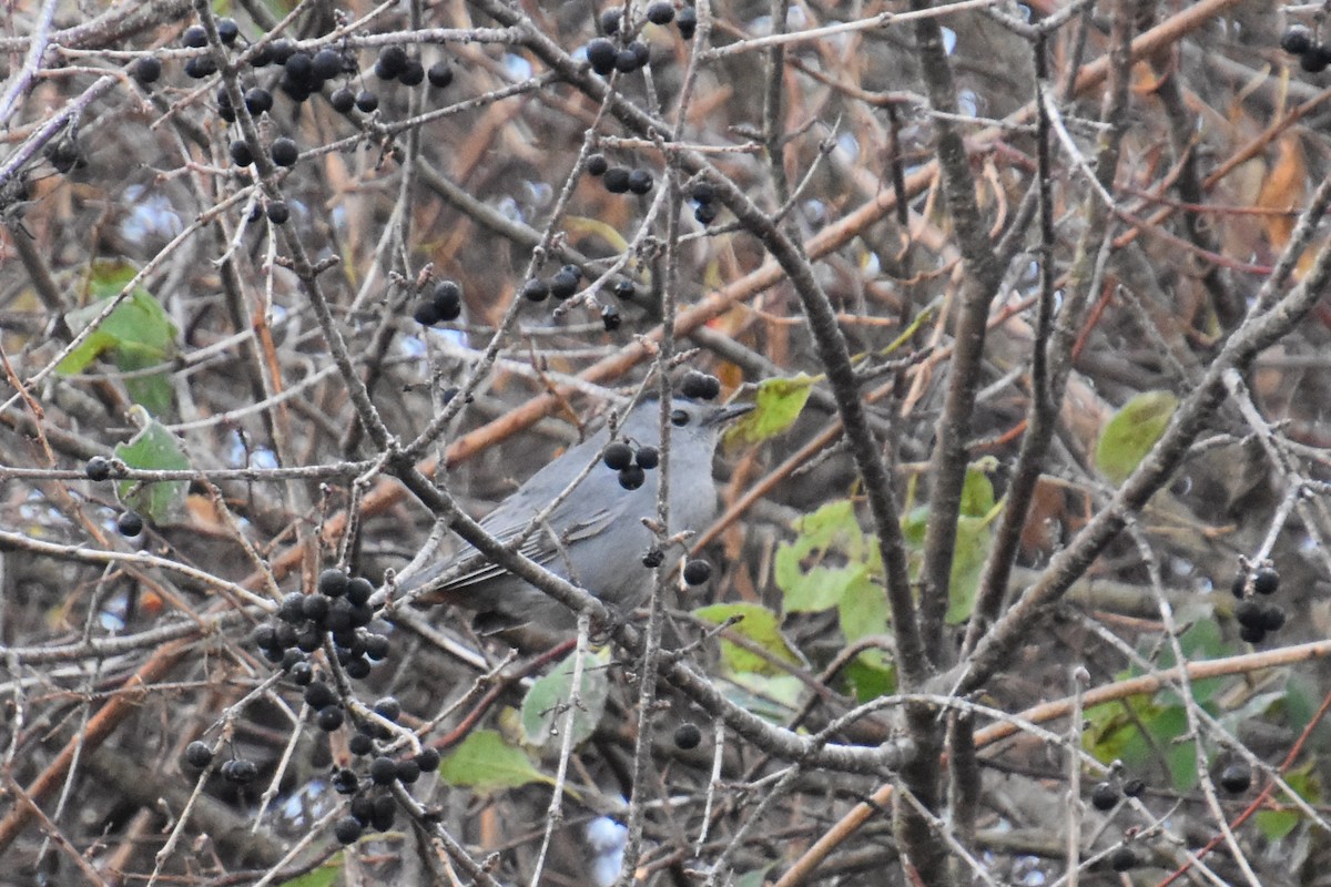 drozdec černohlavý - ML644629371