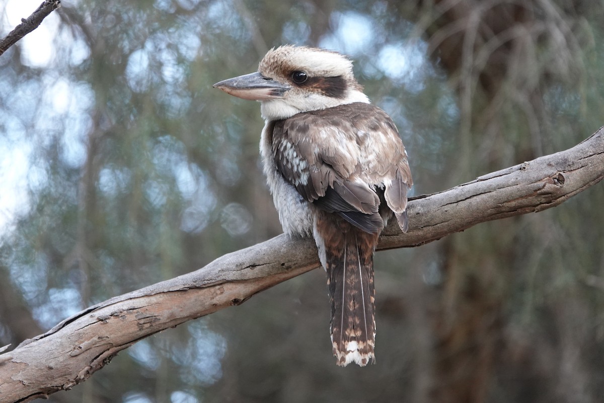 ワライカワセミ - ML644629372