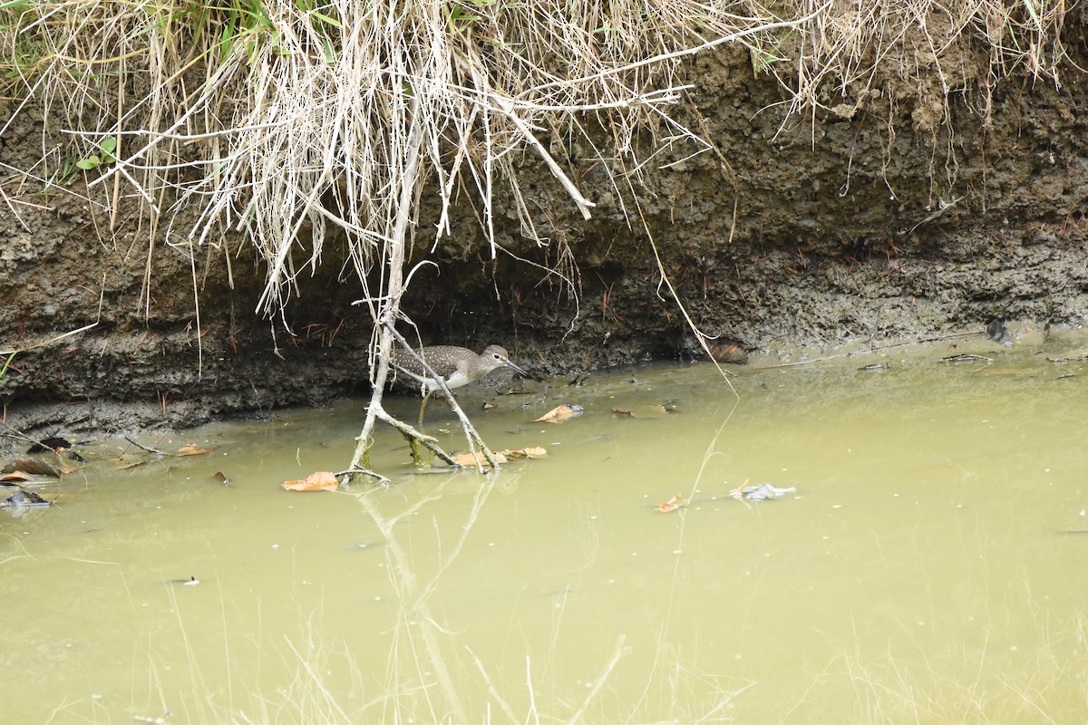 Solitary Sandpiper - ML644629379