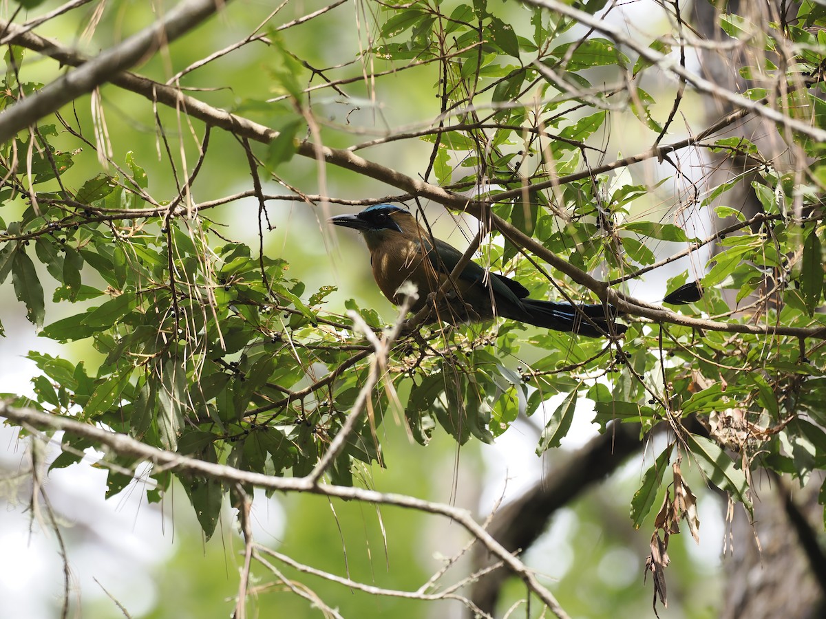 Lesson Motmotu - ML644629401