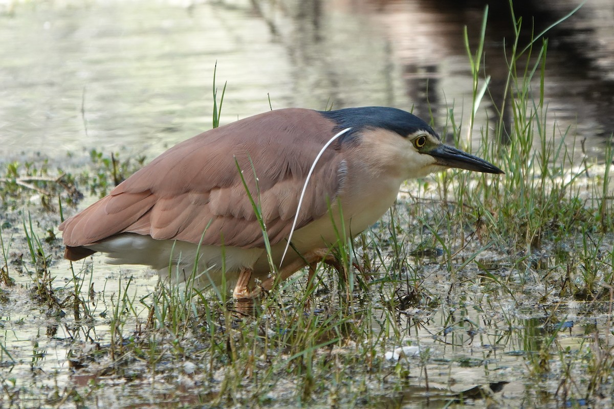 Nankeen Night Heron - ML644629403