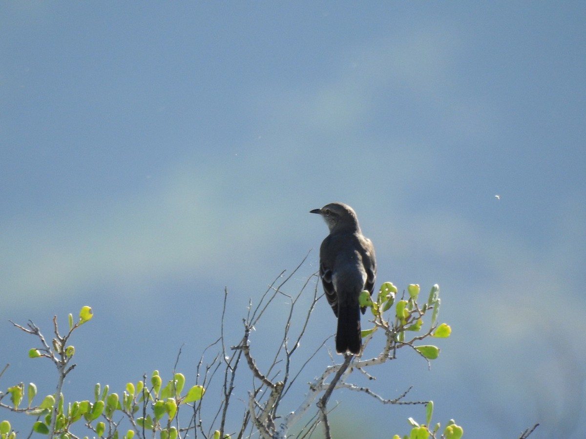 Northern Mockingbird - ML644629405