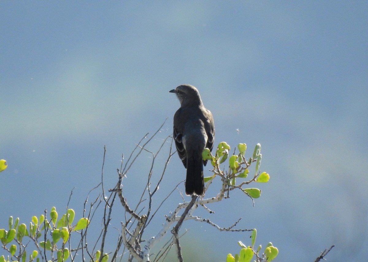 Northern Mockingbird - ML644629406