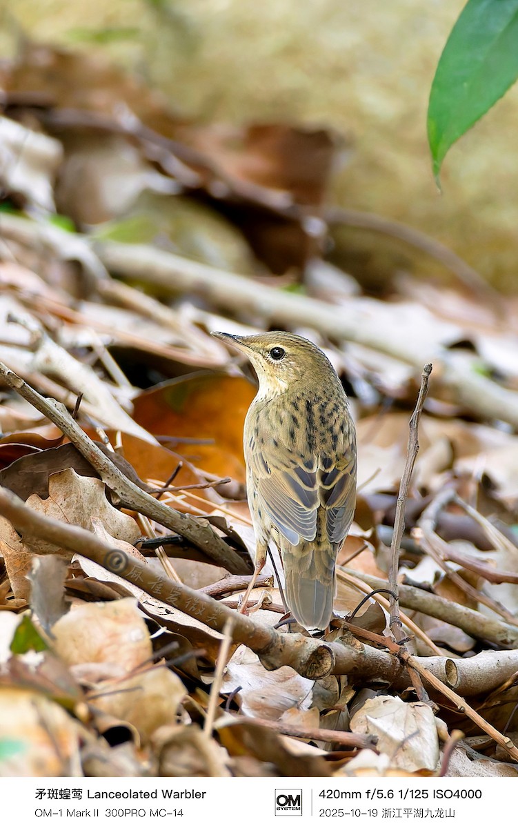 マキノセンニュウ - ML644629409