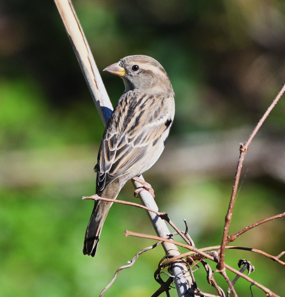 イエスズメ - ML644629410