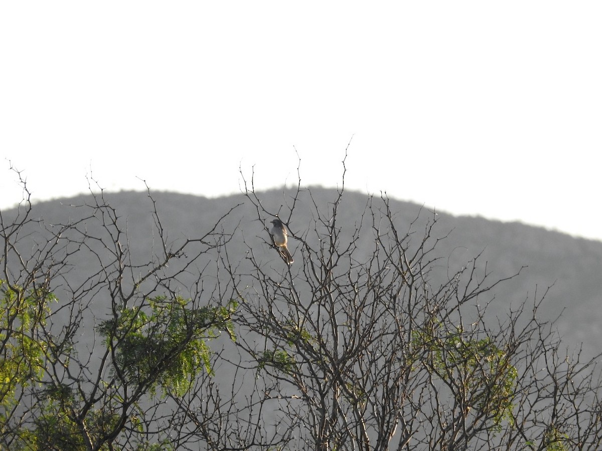 Northern Mockingbird - ML644629414