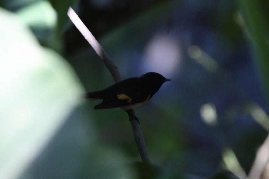 American Redstart - ML644629415