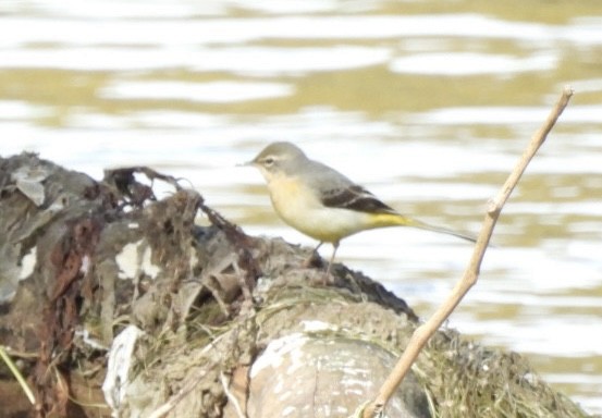 Ballerina gialla - ML644629416