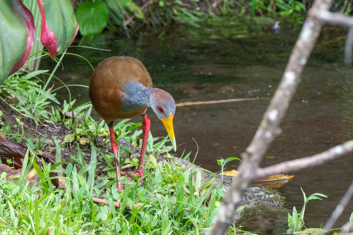 Russet-naped Wood-Rail - ML644629419