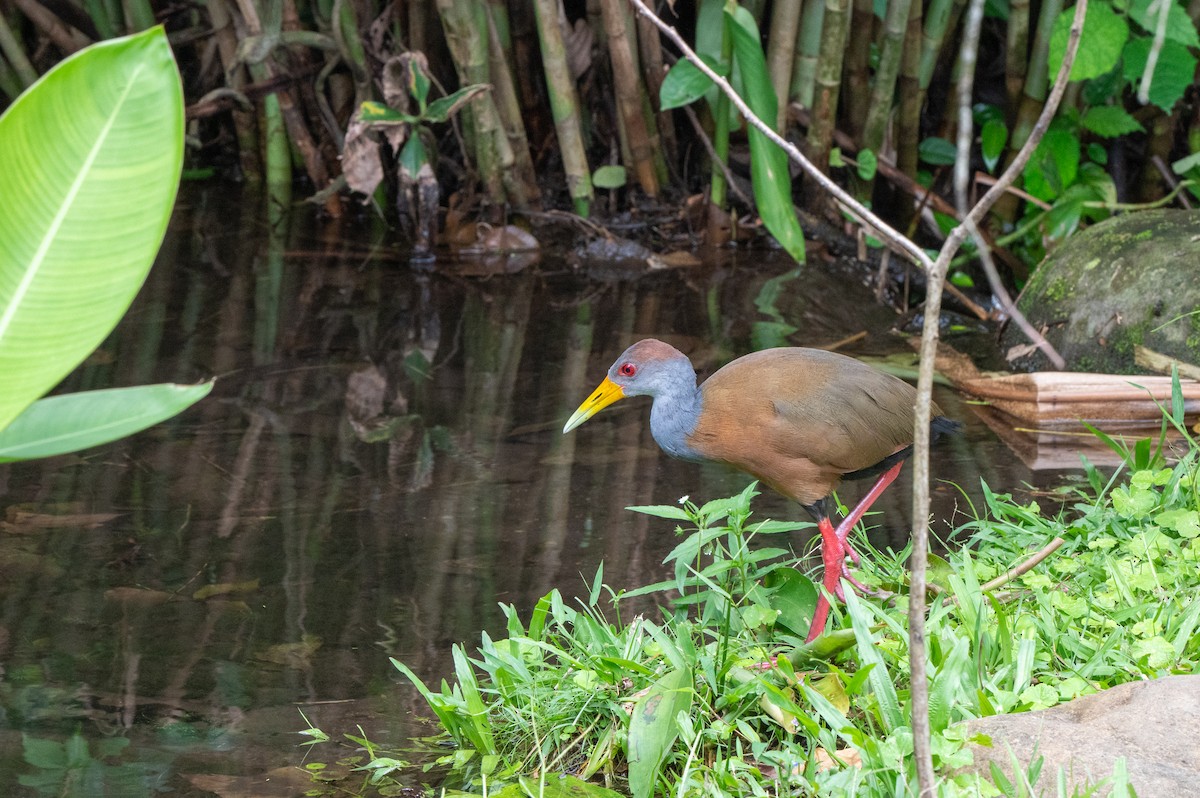 Russet-naped Wood-Rail - ML644629420