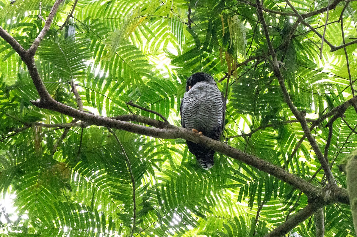 シロクロヒナフクロウ - ML644629429