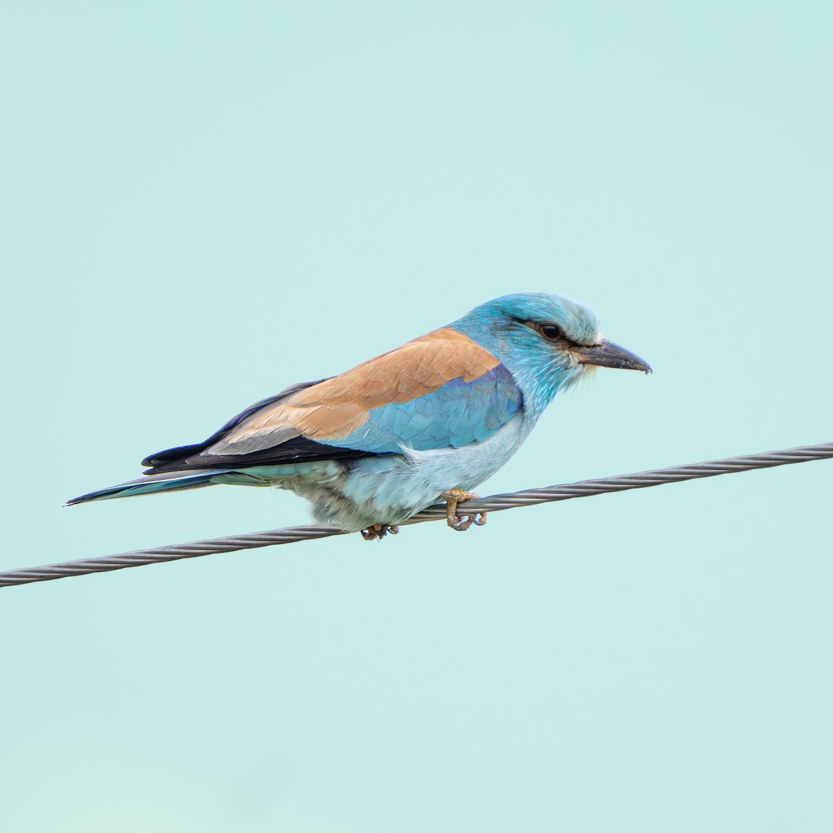 Ghiandaia marina - ML644629430