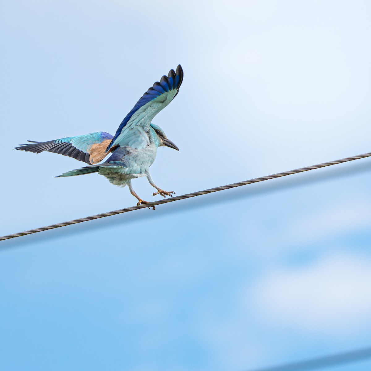 Ghiandaia marina - ML644629431