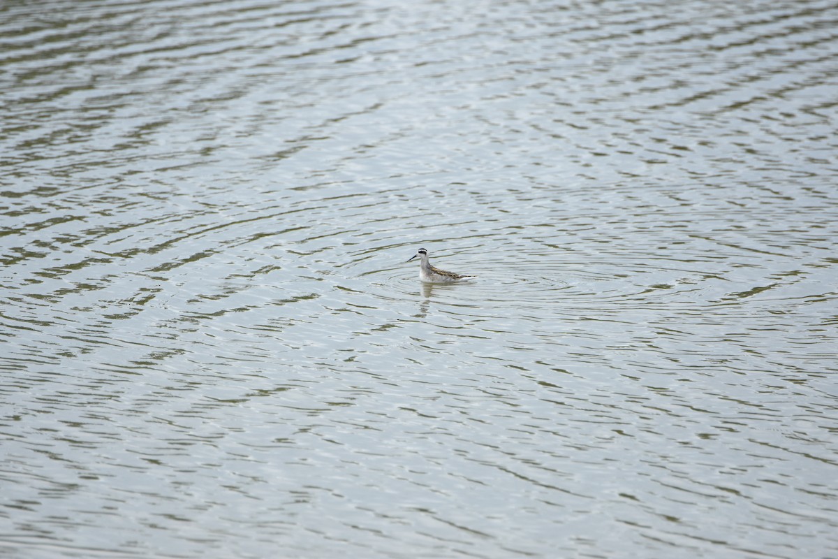 紅領瓣足鷸 - ML644629434