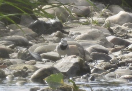 Ballerina bianca - ML644629435