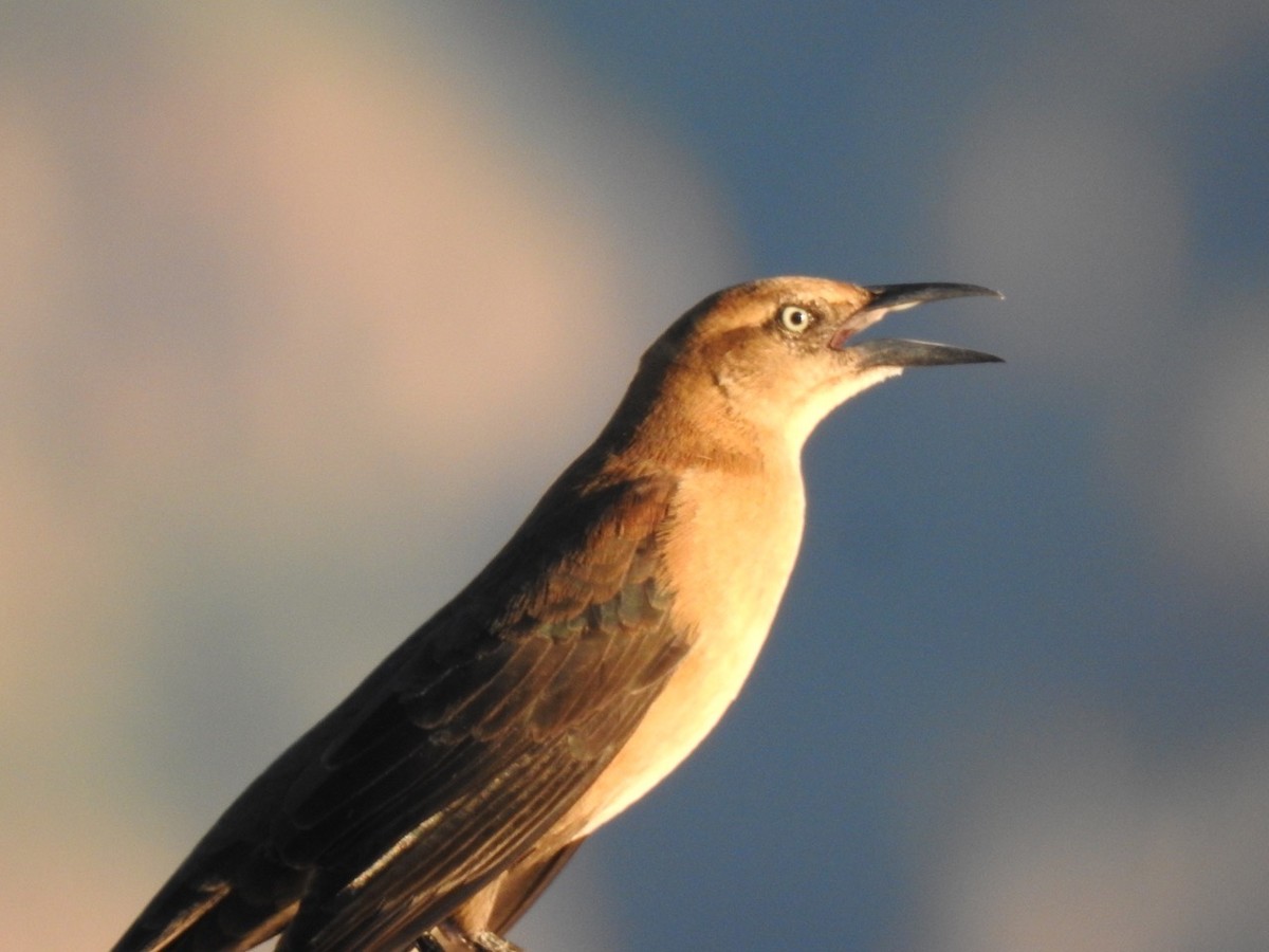 Great-tailed Grackle - ML644629439