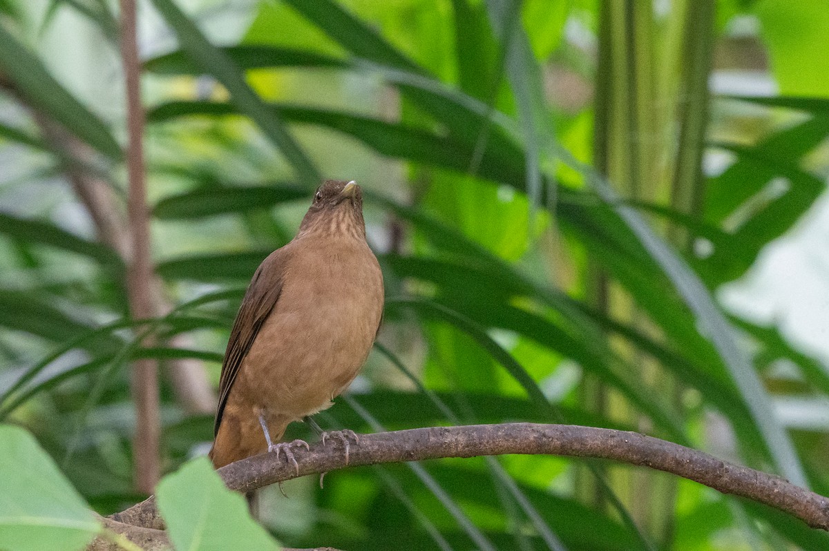 Merle fauve - ML644629442