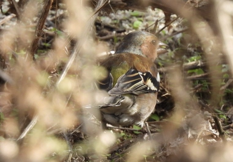 Buchfink - ML644629443