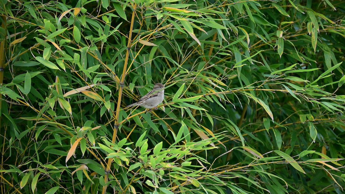 İtalyan Serçesi - ML644629444