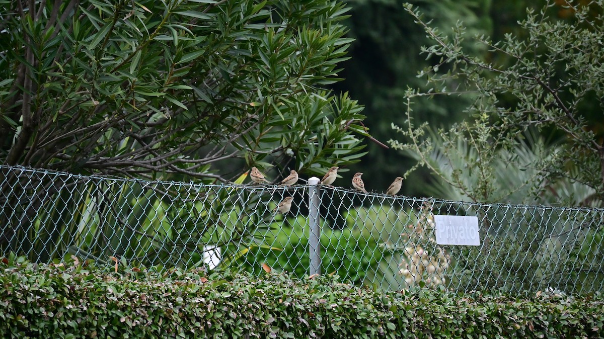 İtalyan Serçesi - ML644629445