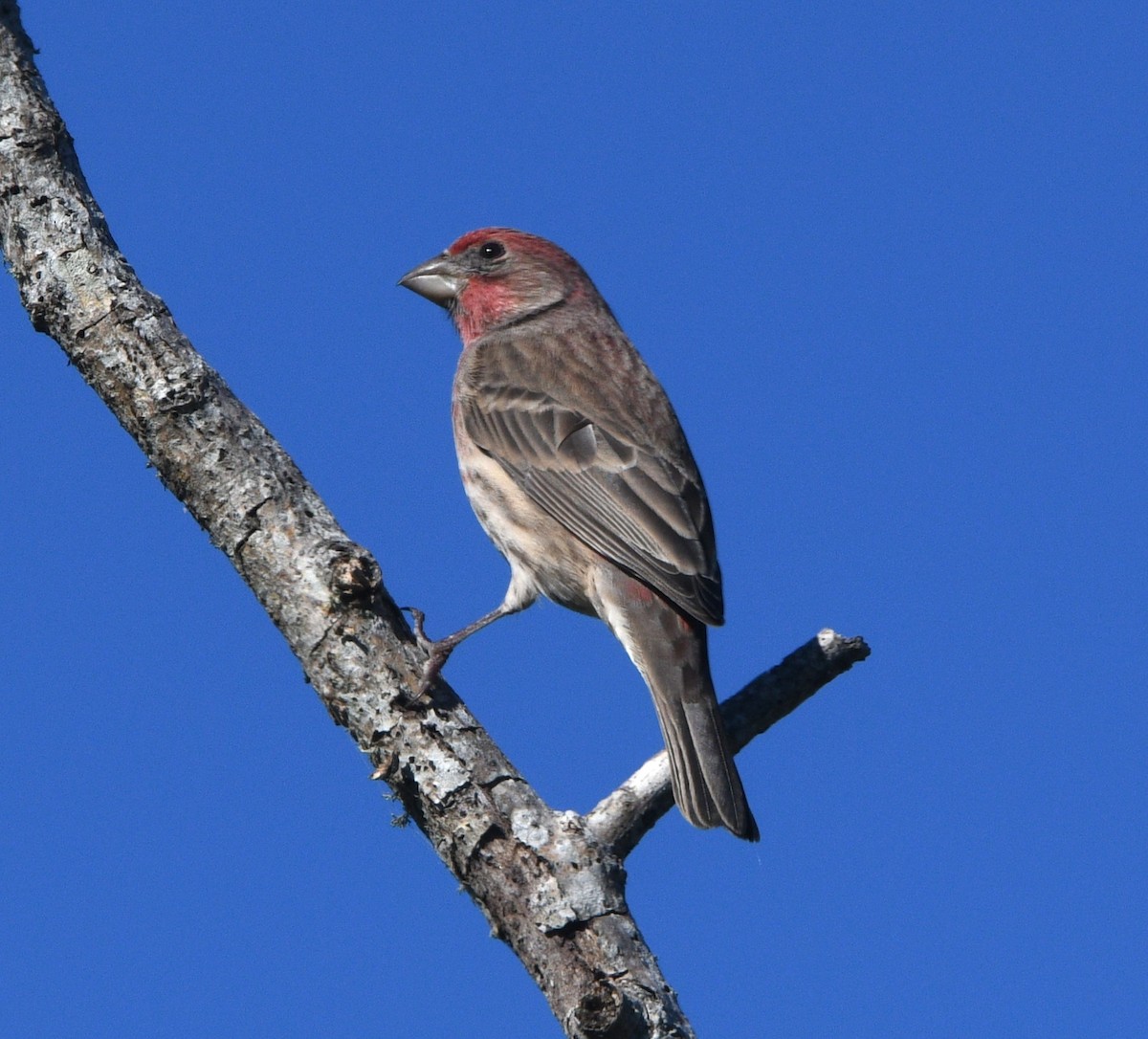 メキシコマシコ - ML644629446