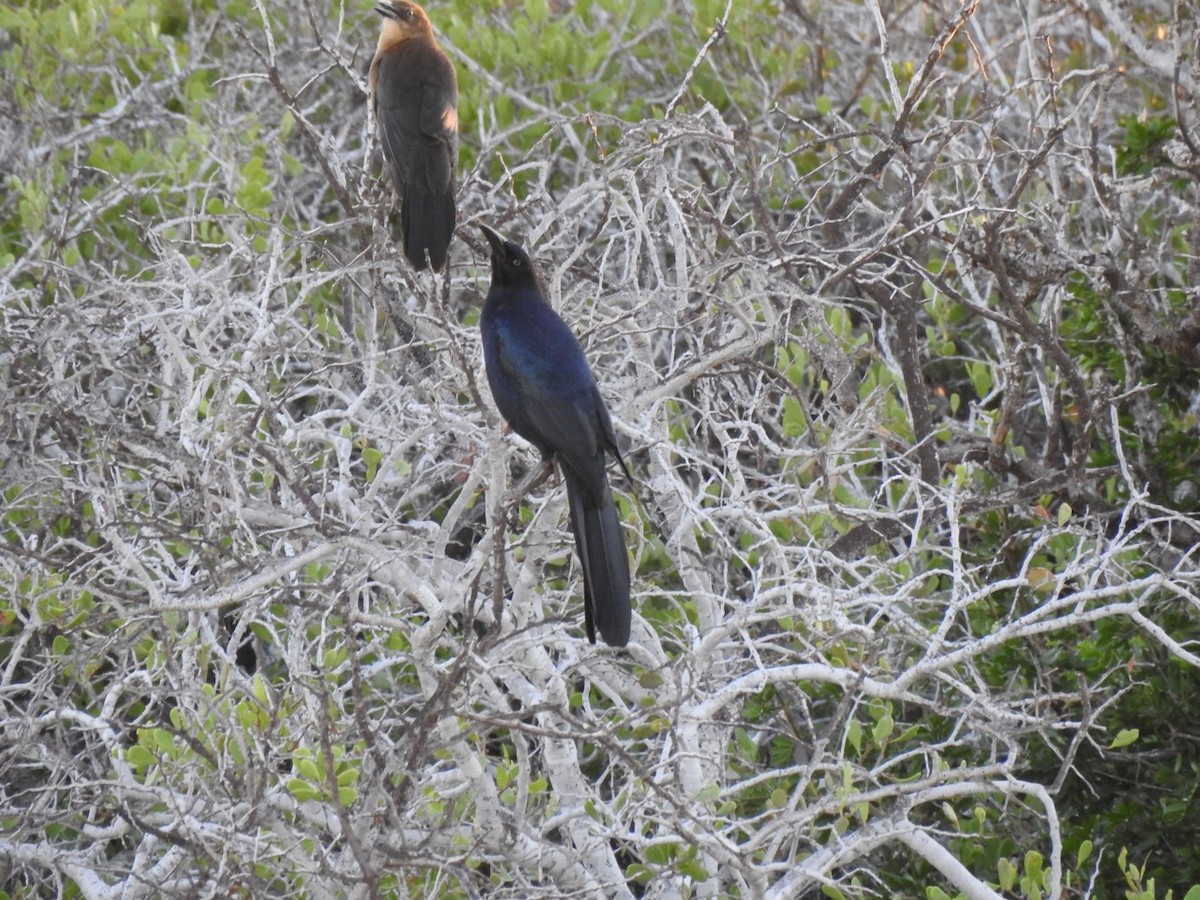 Great-tailed Grackle - ML644629448