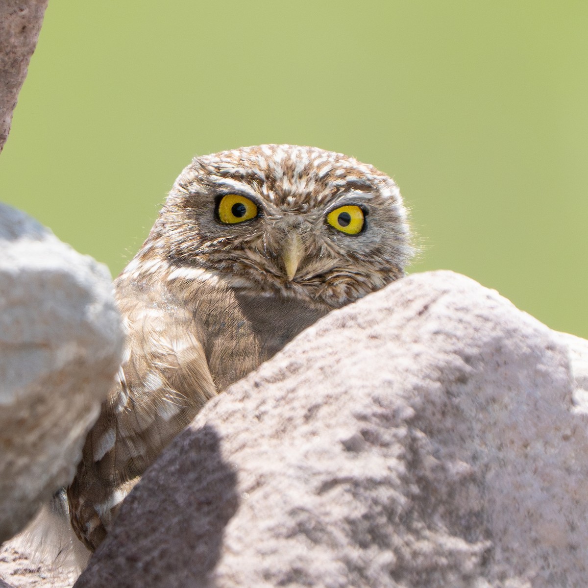 Civetta - ML644629450