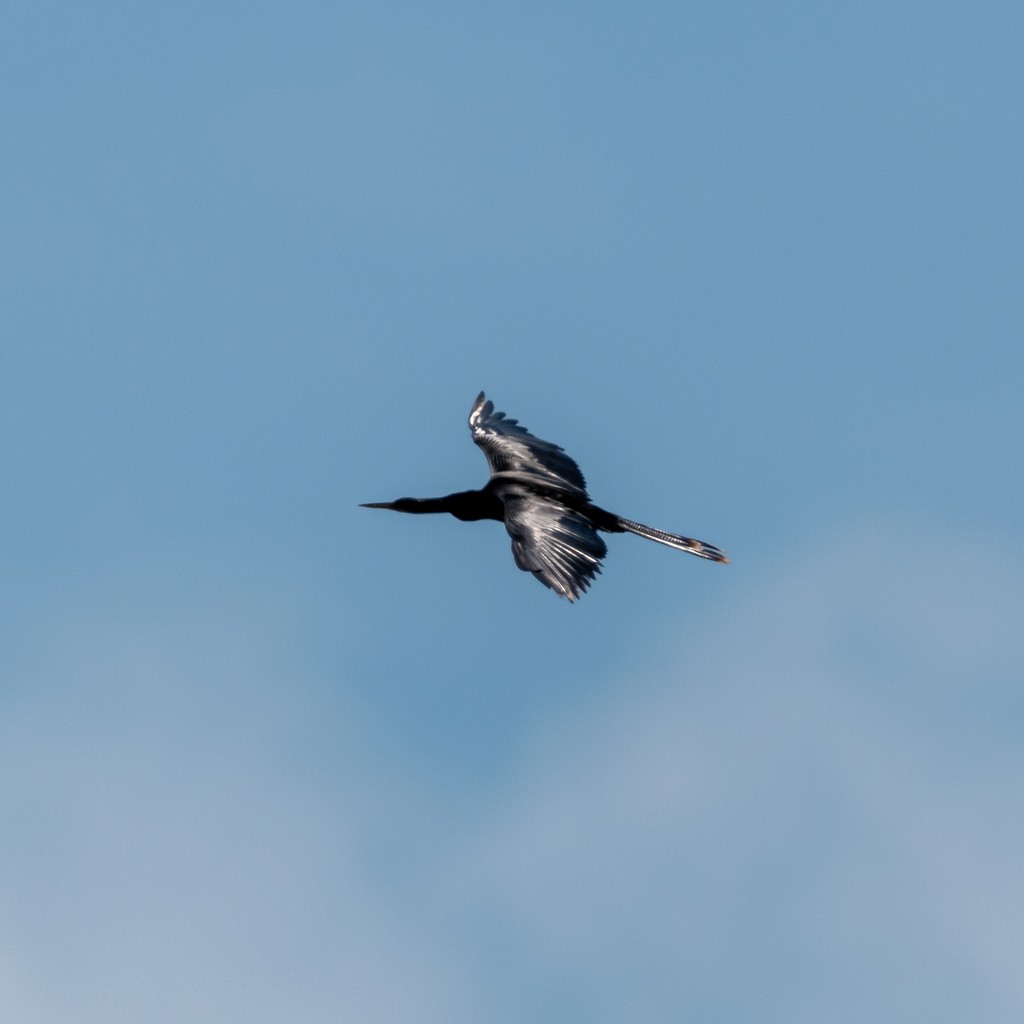 Anhinga - ML644629451