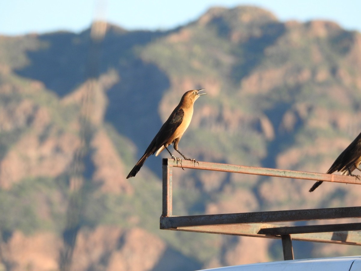 Great-tailed Grackle - ML644629457