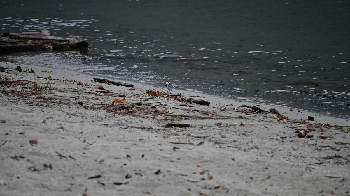 linerle - ML644629458