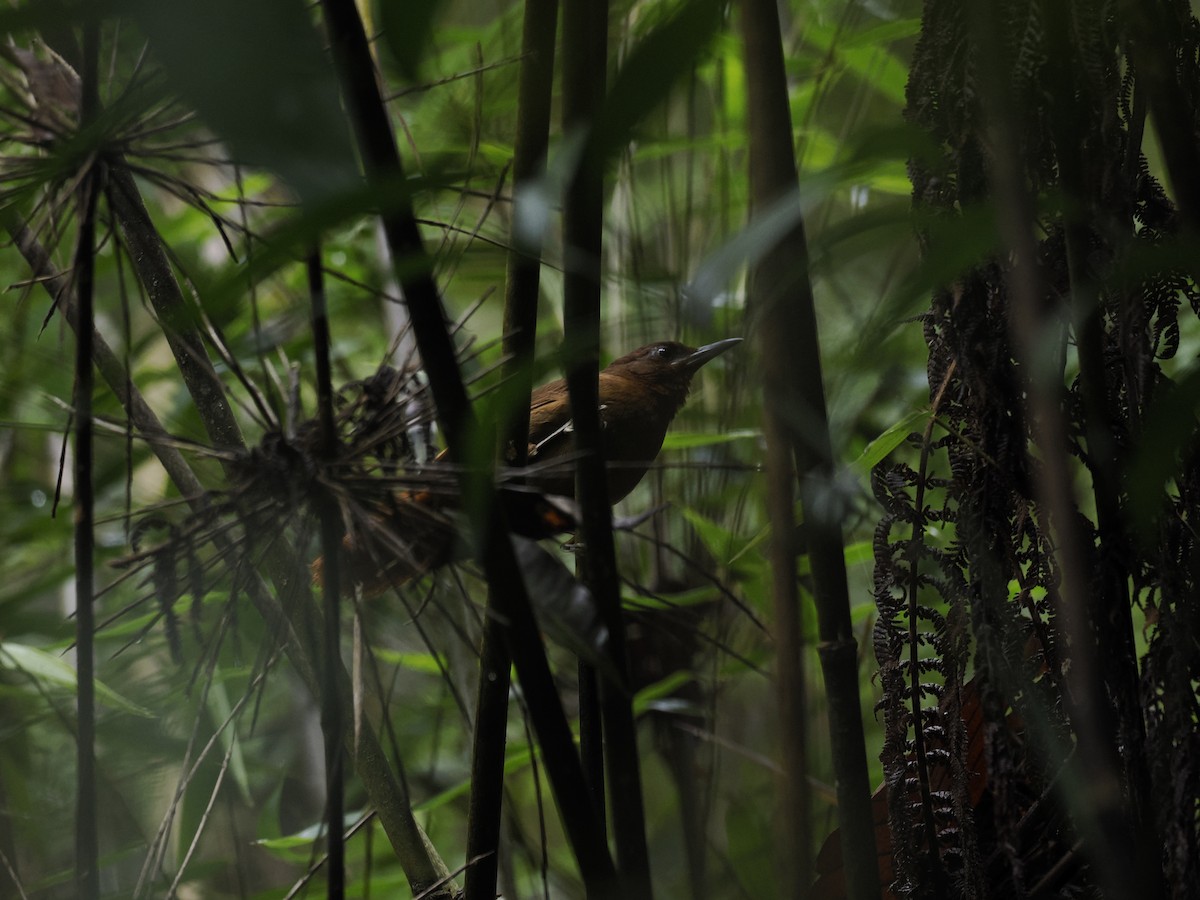 Anabate rubigineux - ML644629460