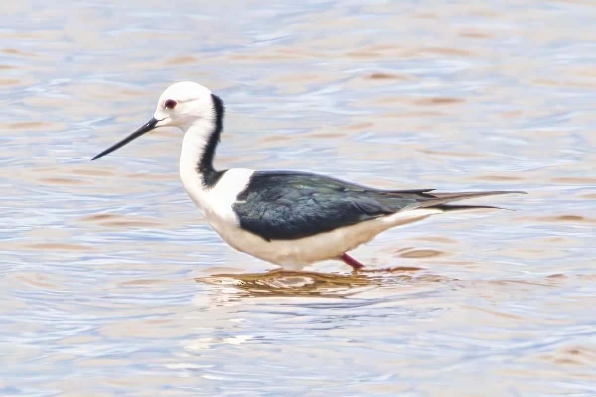 Pied Stilt - ML644629464
