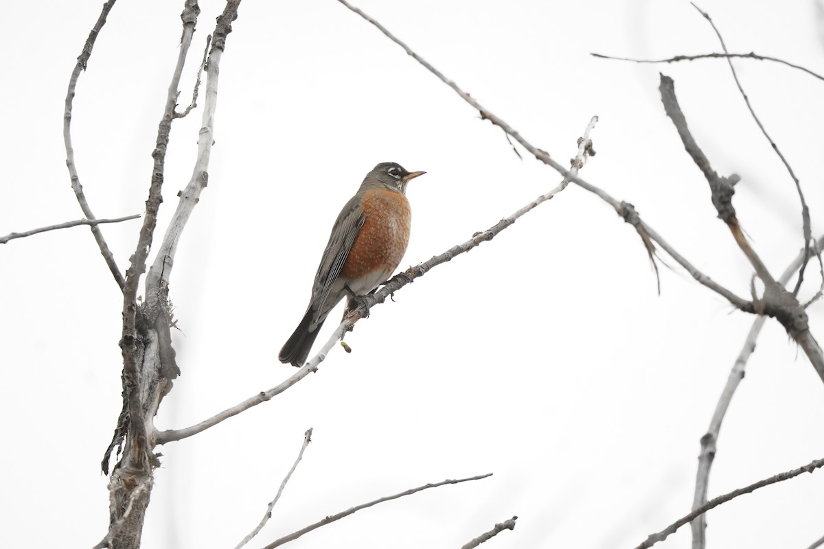 American Robin - ML644629467