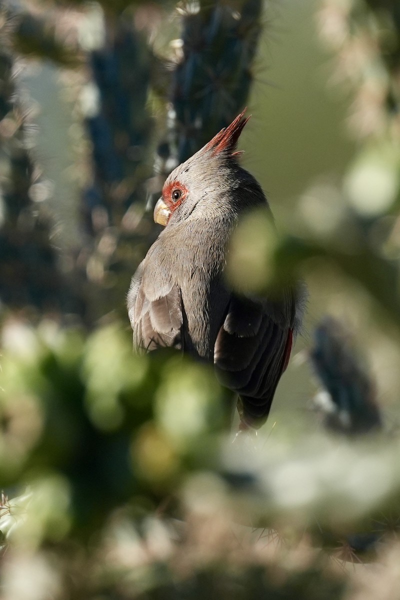 Попугаевый кардинал - ML644629472