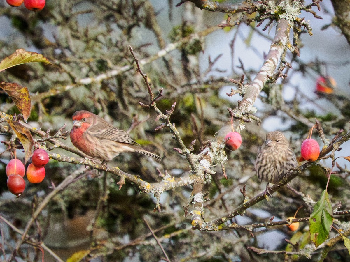 Roselin familier - ML644629473