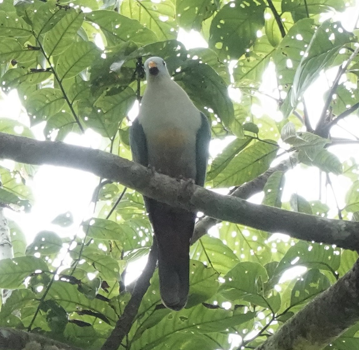 sulawesifruktdue - ML644629474