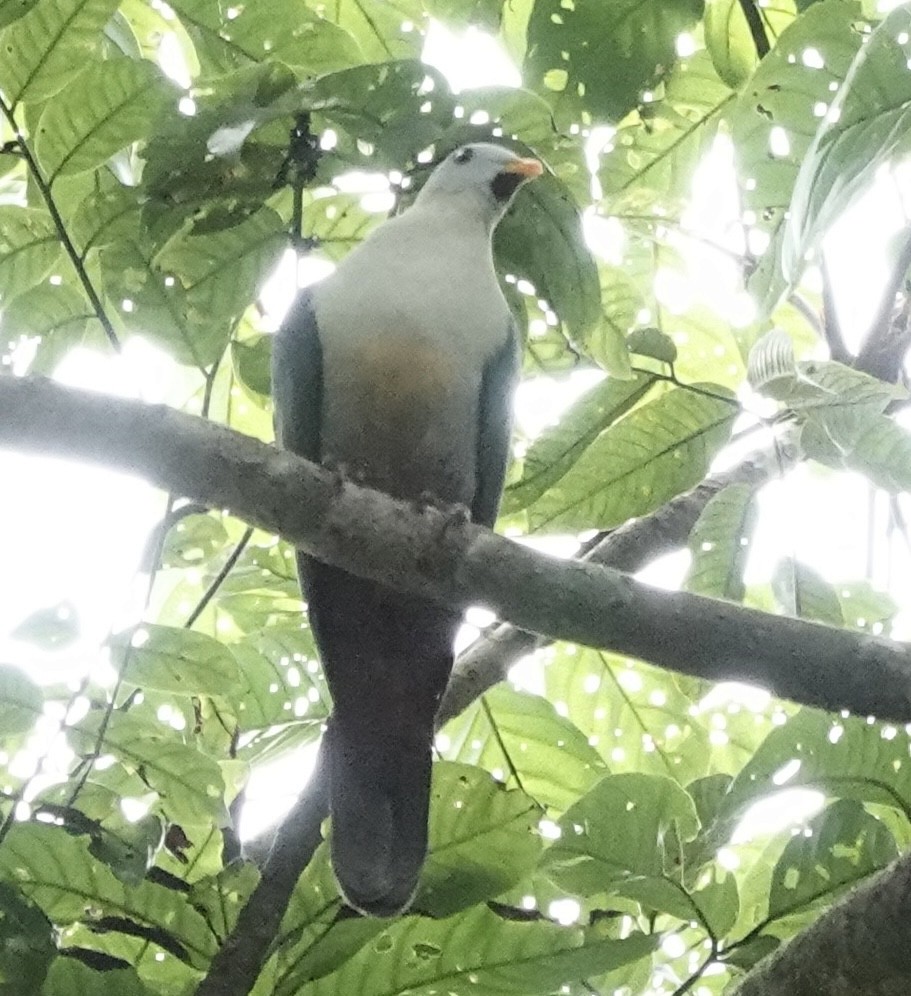 sulawesifruktdue - ML644629475